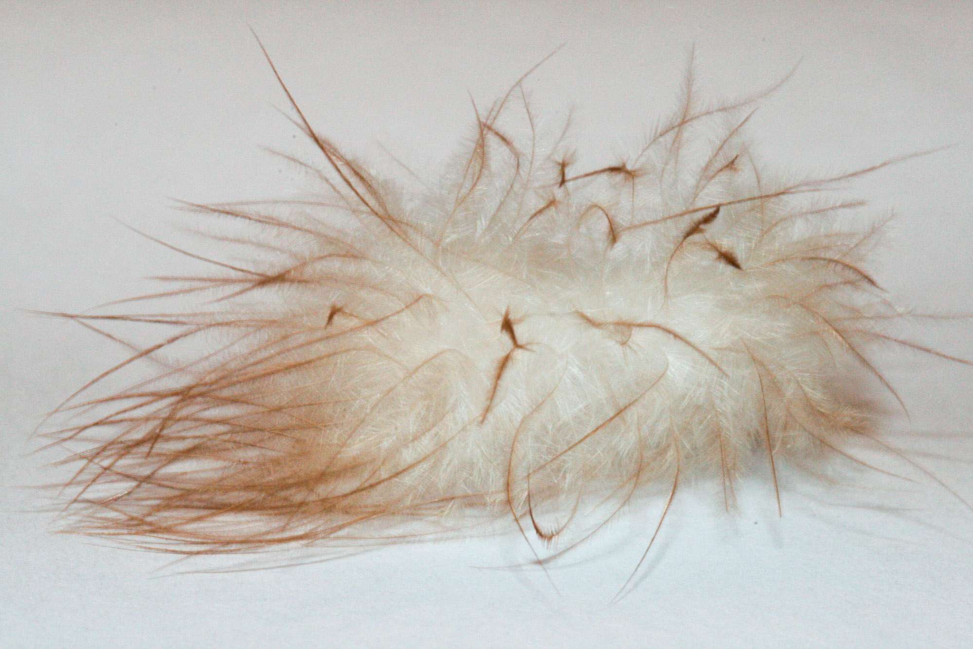 daune-down-feather-backpackers-guide-to-down-jackets Down Feathers not Hydrophobic Down