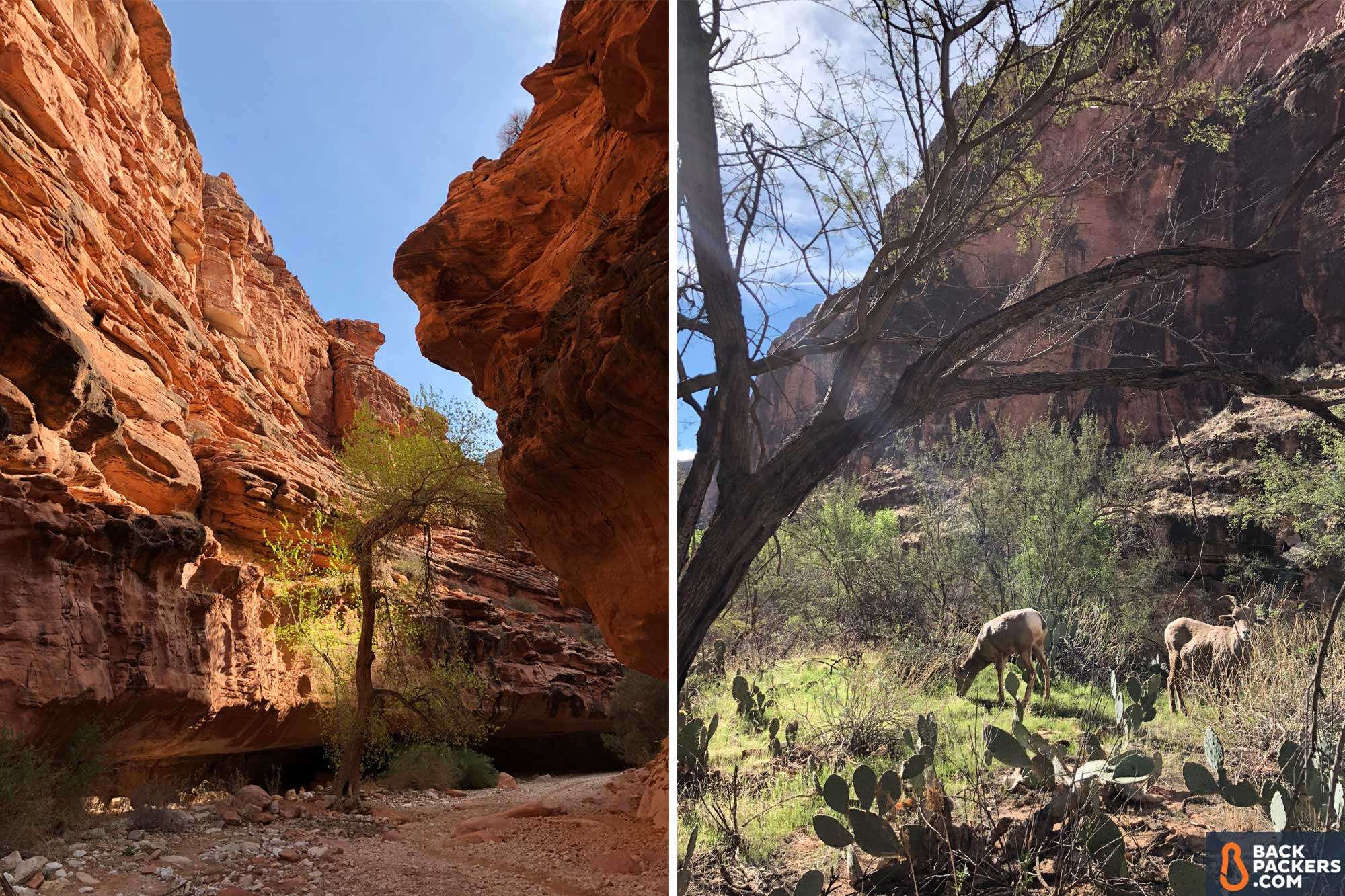 Havasupai Falls Hike in Arizona Bighorn Sheep and Canyon