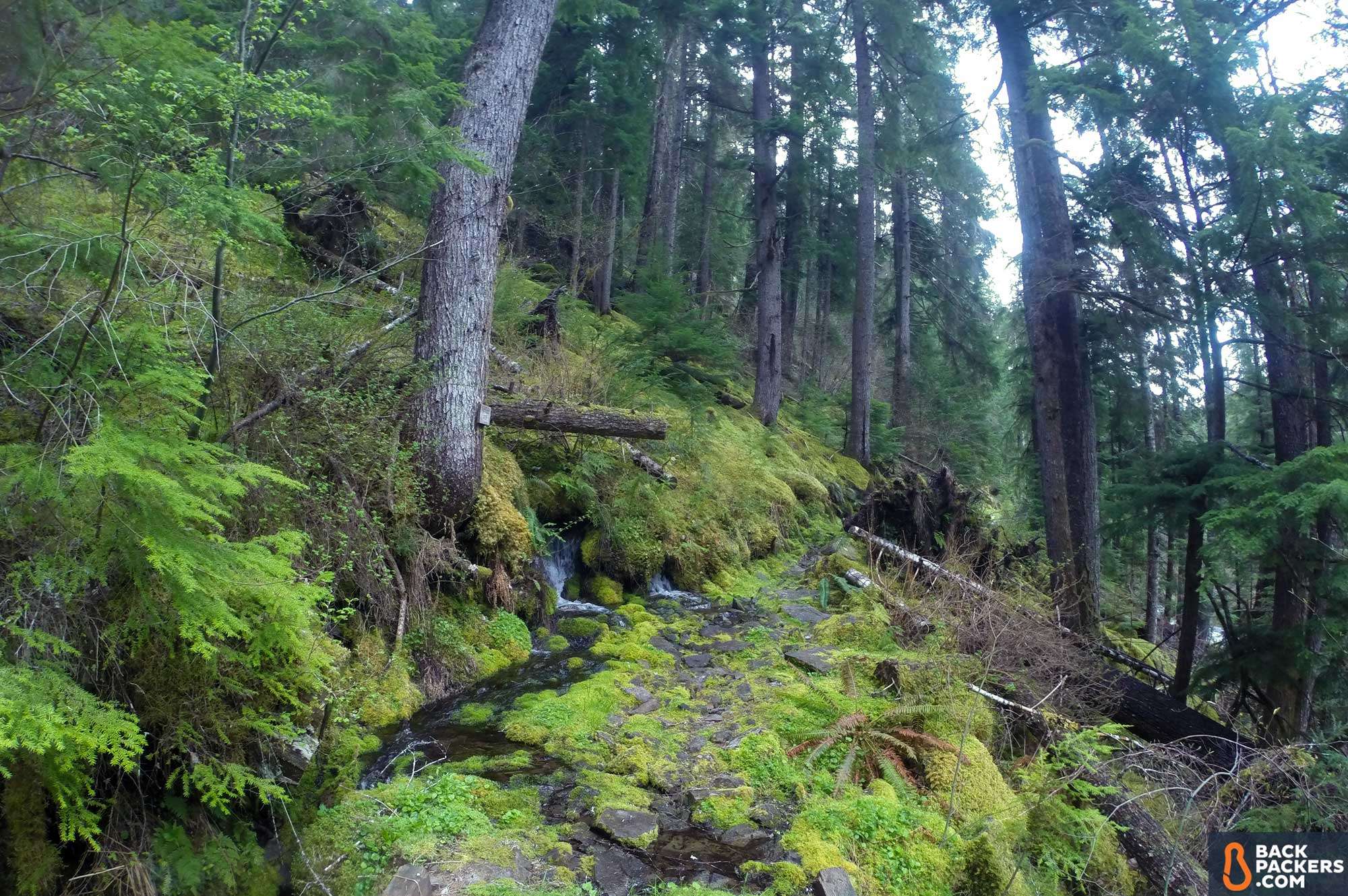 Patagonia-Micro-Puff-Hoody-review-north-umpqua-trail-moss-path