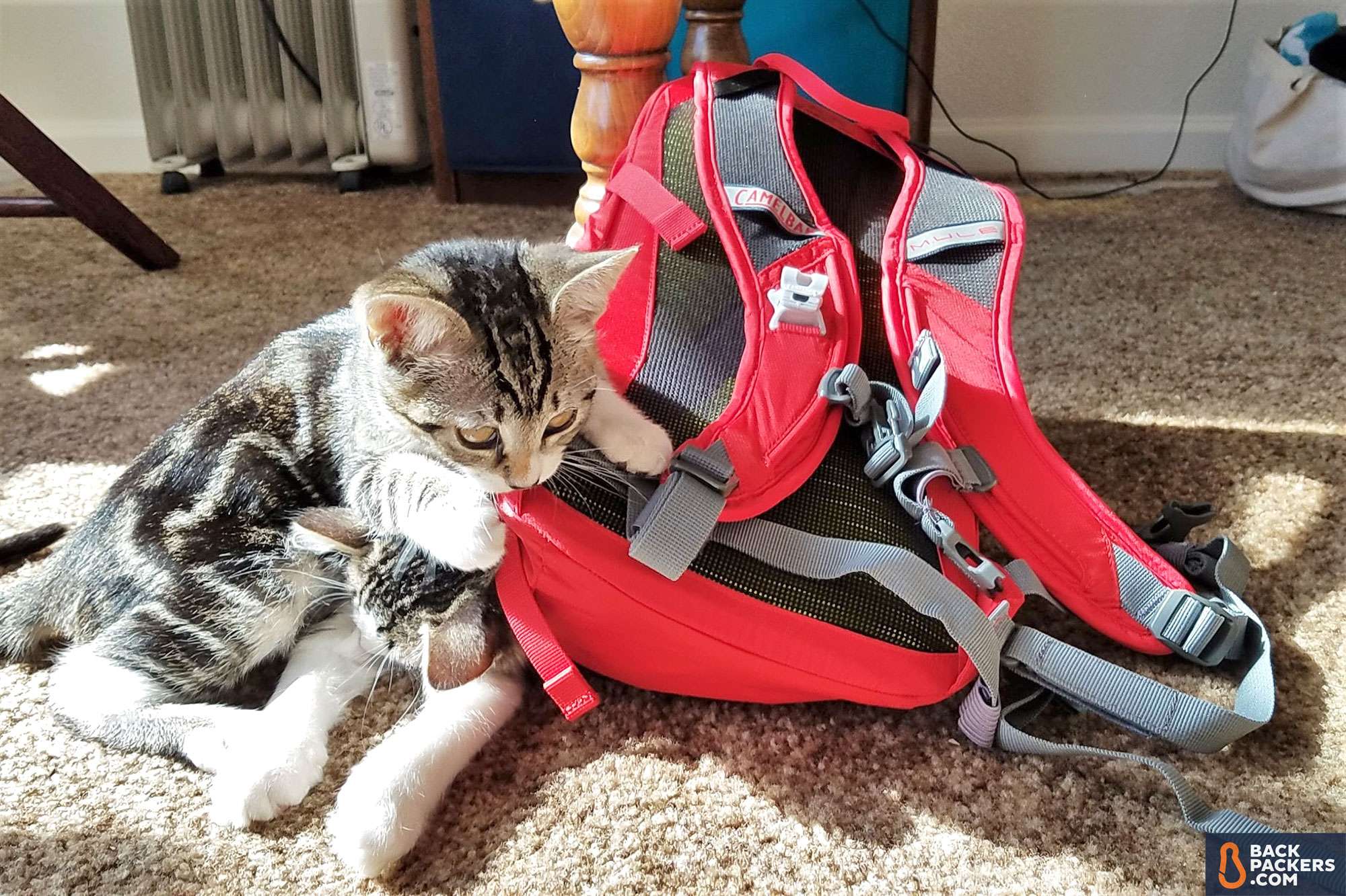 Camelbak-MULE-review-cat
