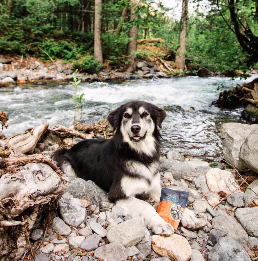 Jiminy’s sustainable Cricket Dog Food and treats da_koda_bear