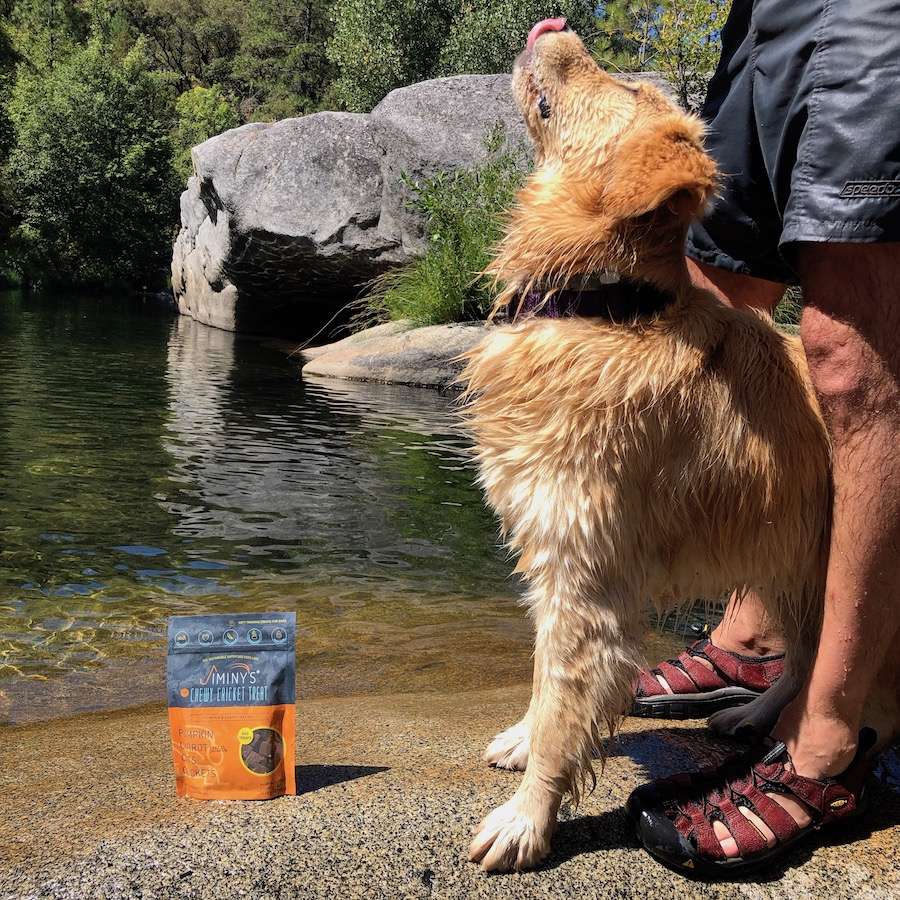 Jiminy’s sustainable Cricket Dog Food and treats @tucoandtimber friend