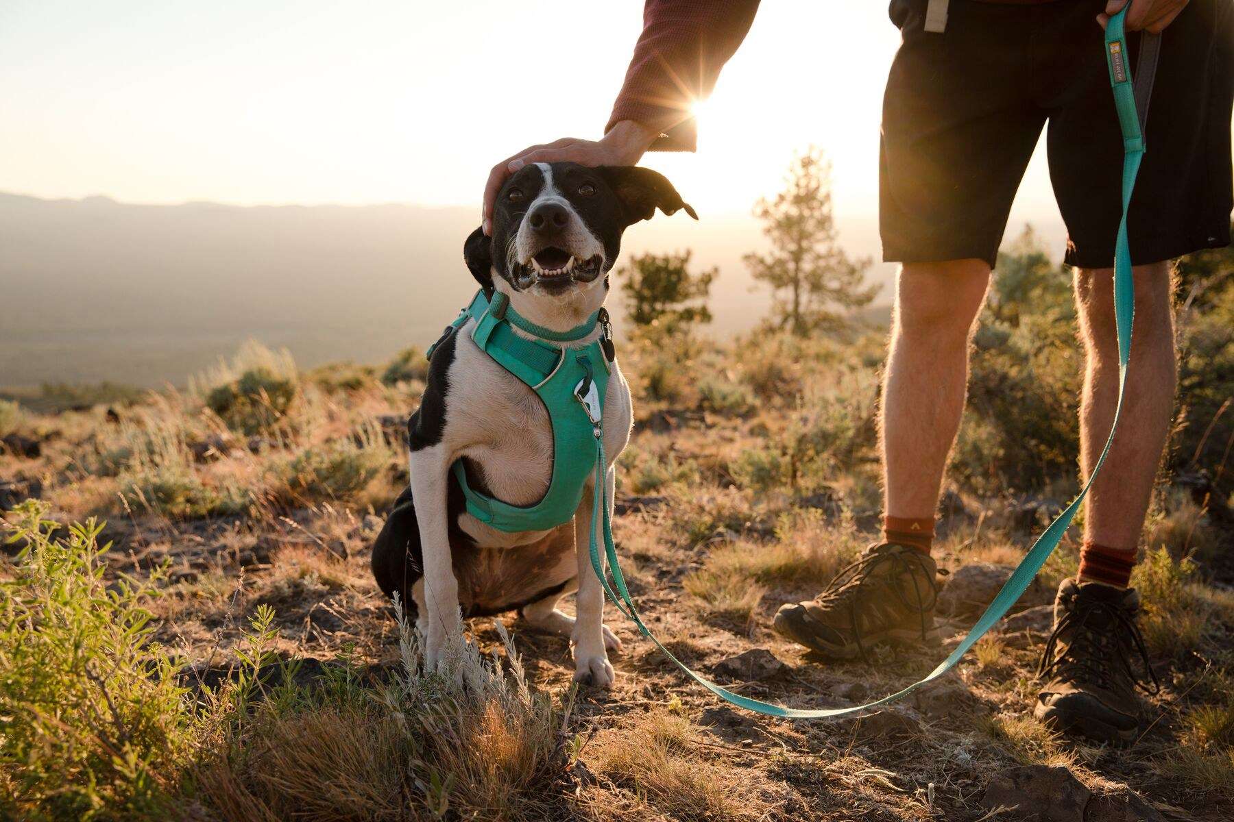 Gear for Dogs That Love Hiking, Camping & Travel 5 Ruffwear Front Range Dog Harness