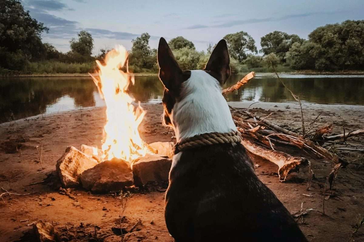 Gear for Dogs That Love Hiking, Camping & Travel 13 dog at camp