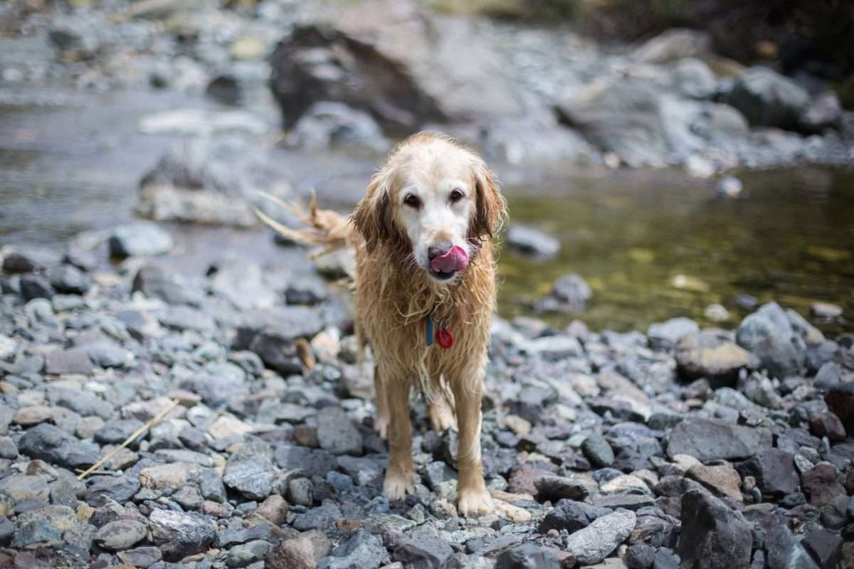 Gear for Dogs That Love Hiking, Camping & Travel 15 Dog in water