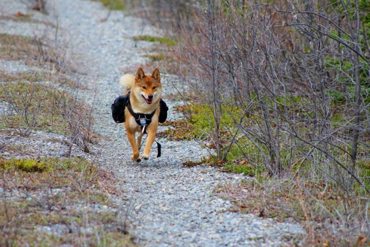 Gear for Dogs That Love Hiking, Camping & Travel 17 gear for dogs