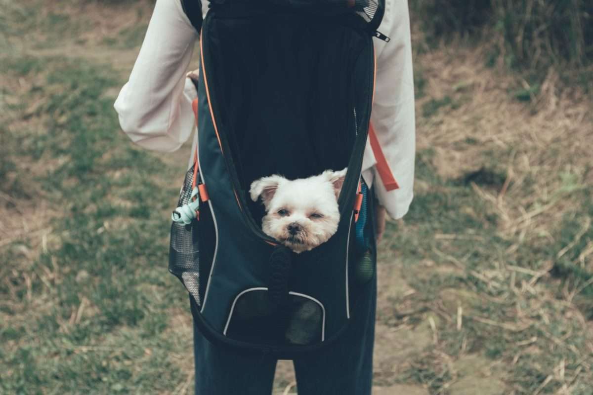 Gear for Dogs That Love Hiking, Camping & Travel 16 Dog backpack