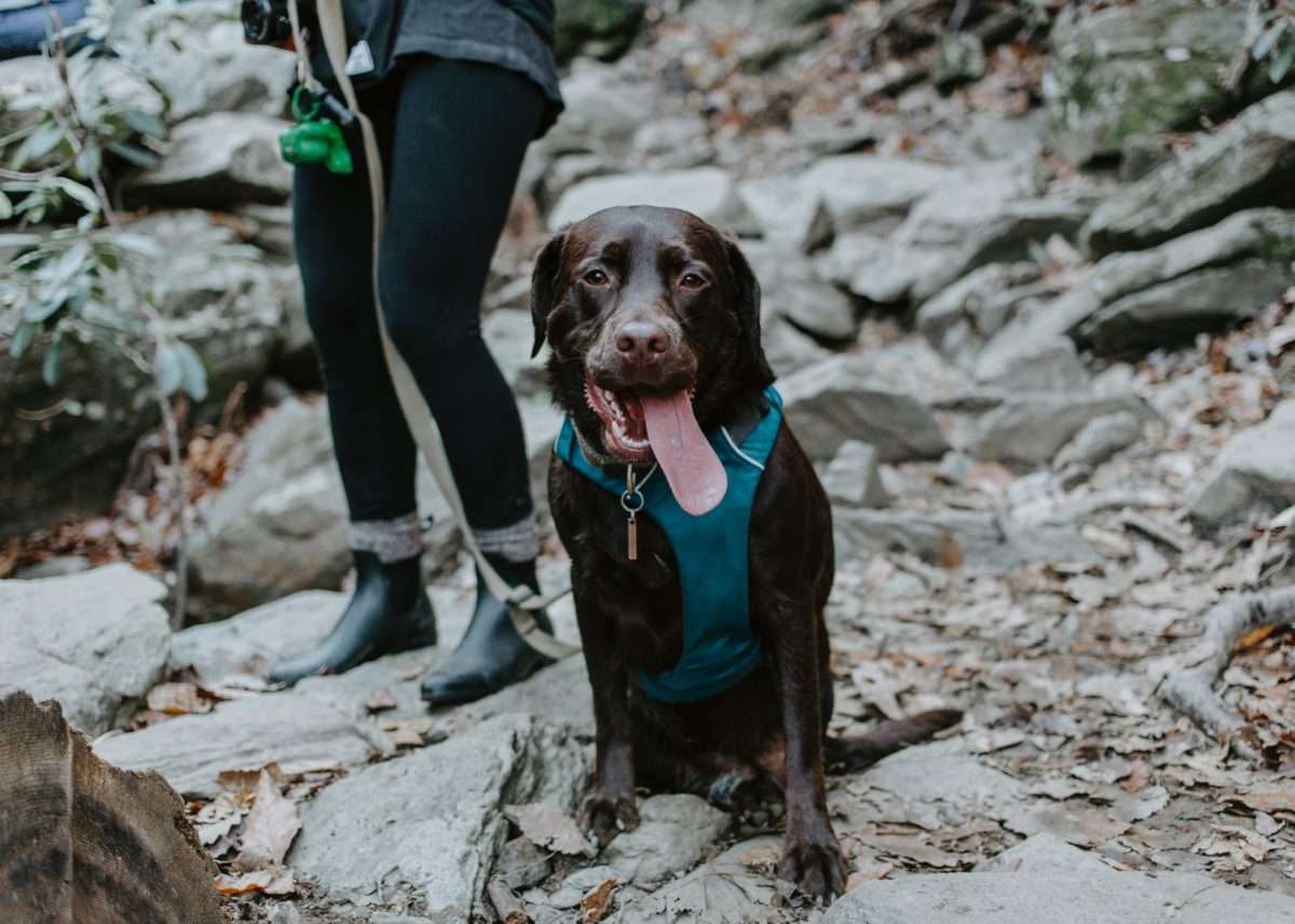 Gear for Dogs That Love Hiking, Camping & Travel 14 Hiking and Backpacking with a dog. Gear for dogs