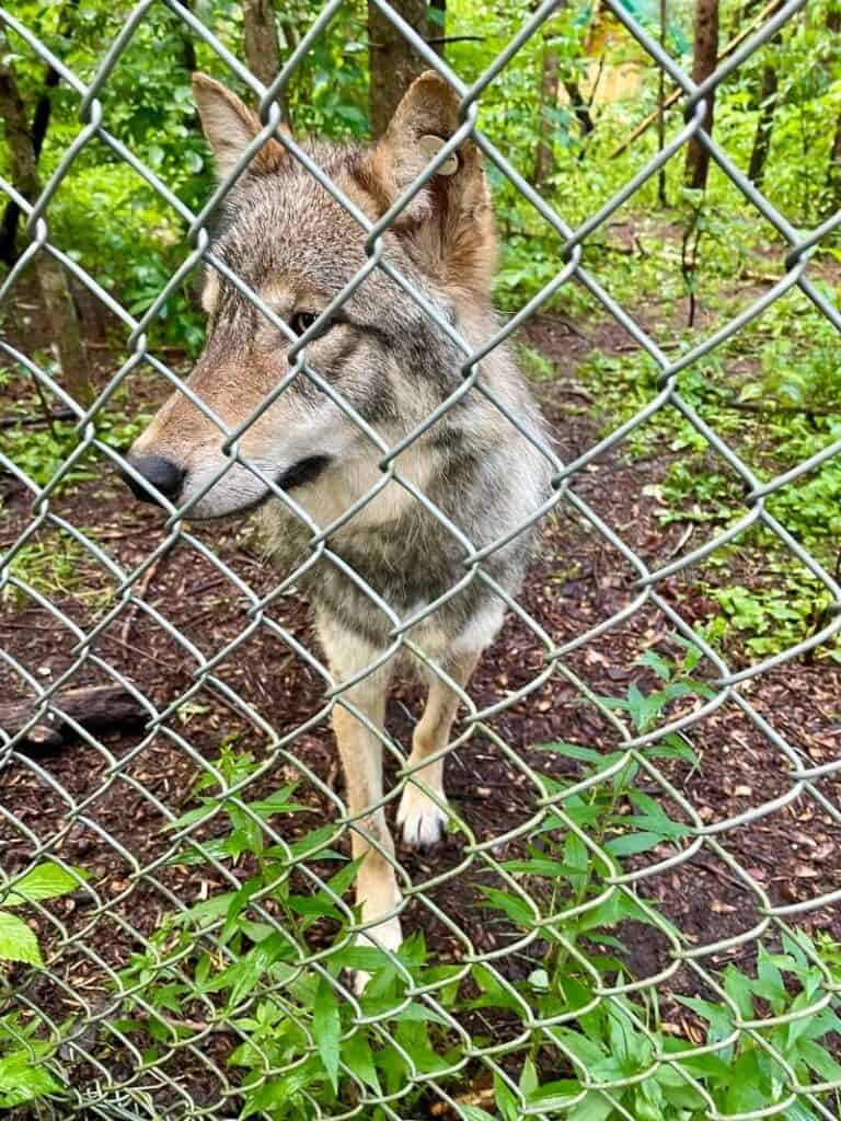 Quebec's Explorer's Route: An Adventurous Canadian Road Trip 11 Wolf at Refuge Pageua