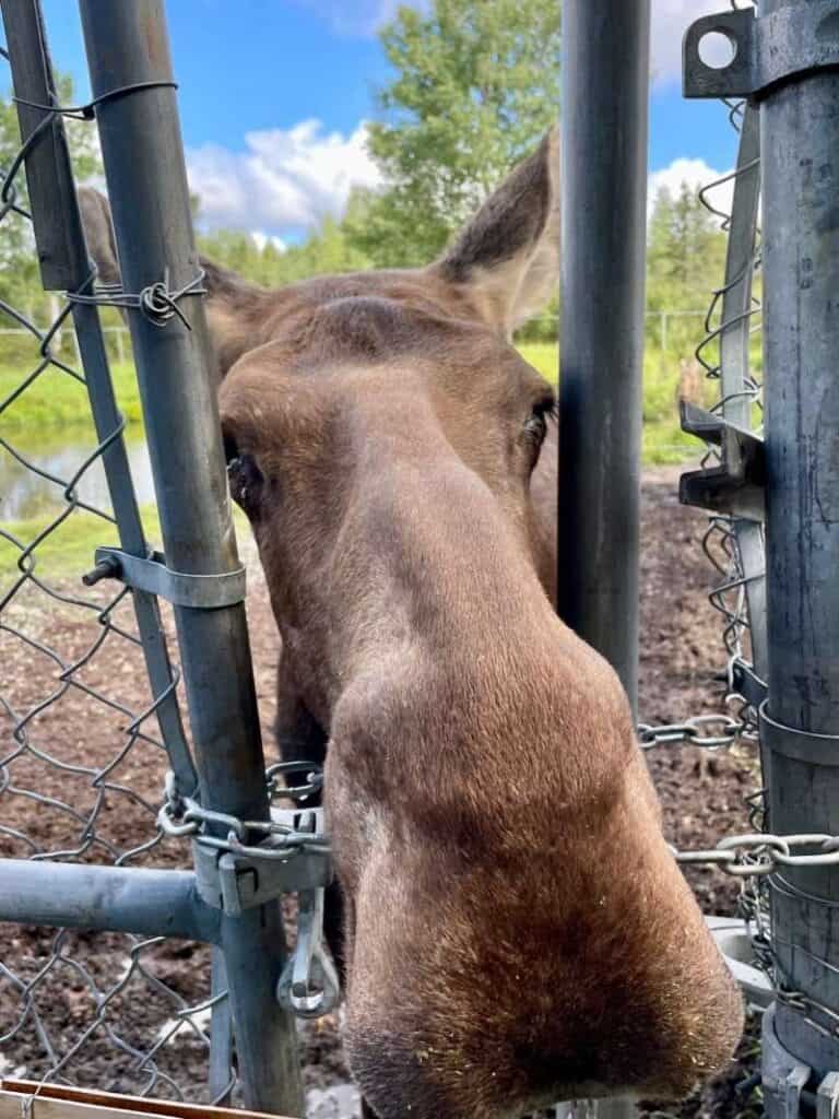 Quebec's Explorer's Route: An Adventurous Canadian Road Trip 10 Moose at Refuge Pageua
