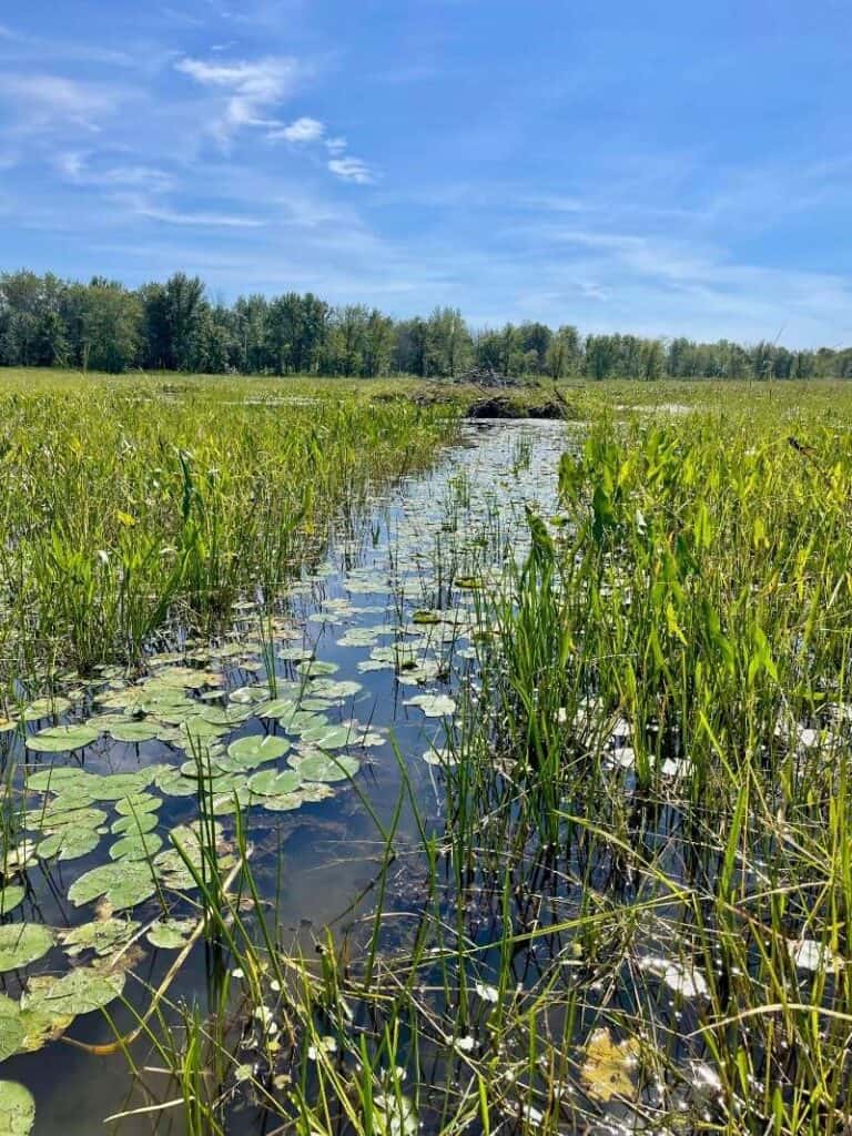 Quebec's Explorer's Route: An Adventurous Canadian Road Trip 19 Beaver path at Parc national de Plaisance