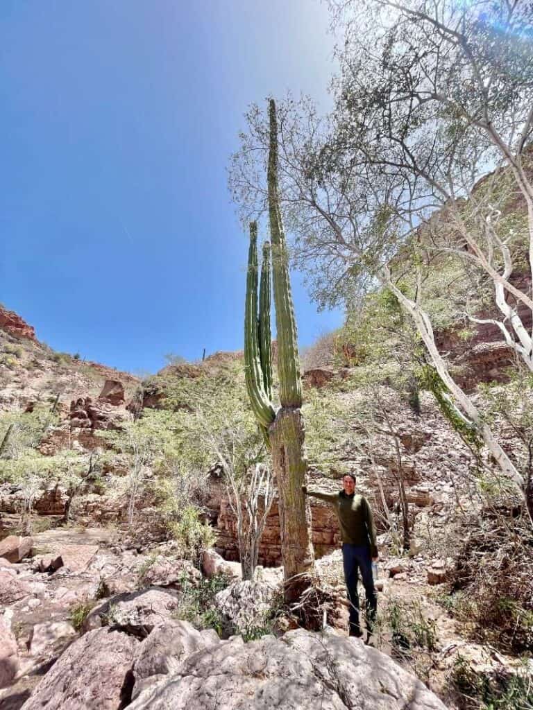 cardón cactus