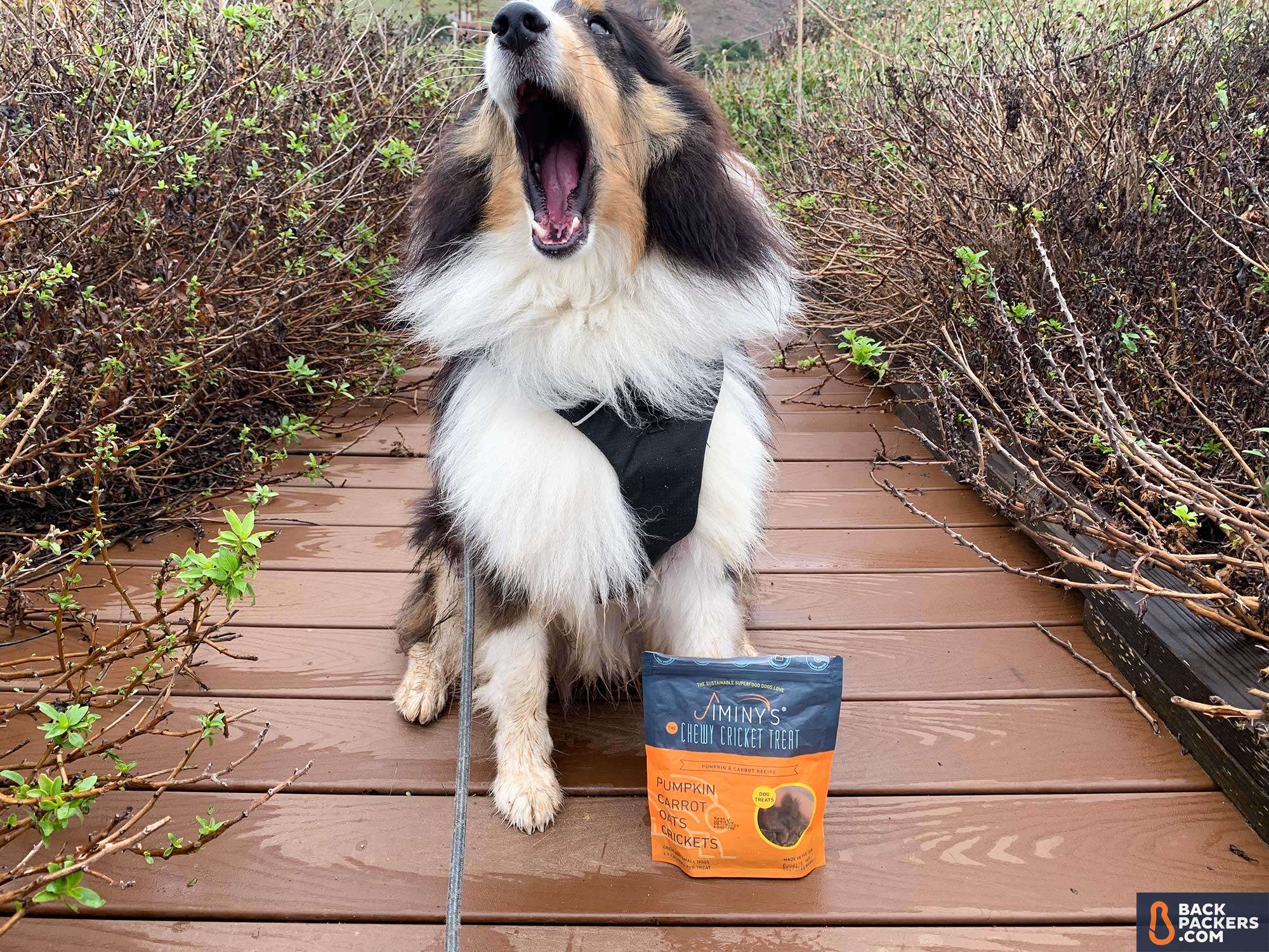 How to Road Trip with Pets and Gear that Will Make the Trip Better 3 Jiminy's-Sustainable-Dog-Treats-big-yawn
