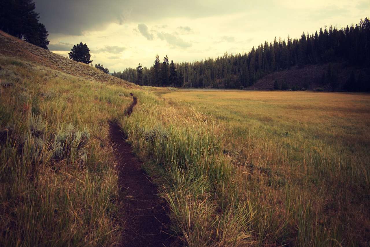 How to Maintain a Trail in 11 Steps: DIY Stewardship Guide 1 how to maintain a trail community highlight unsplash