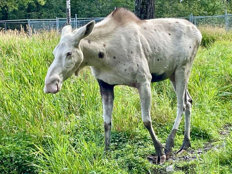 Quebec's Explorer's Route: An Adventurous Canadian Road Trip 12 Piebald moose at Refuge Pageua